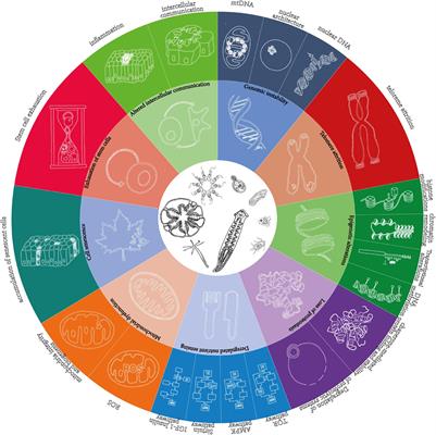 The Evolution of the Hallmarks of Aging